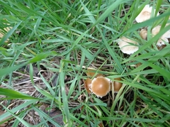 Fungi