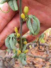 Adenia glauca