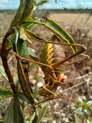 Steropleurus pseudolus