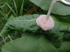 Fungi
