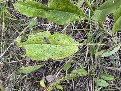Solidago rigida glabrata