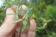 Asparagus volubilis