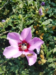 Hibiscus syriacus