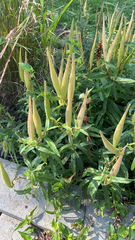 Asclepias tuberosa