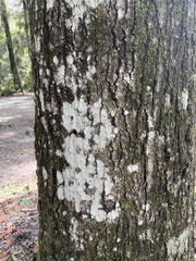 Cryptothecia striata