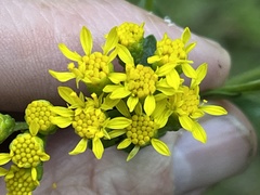 Solidago rigida glabrata