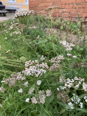 Achillea millefolium