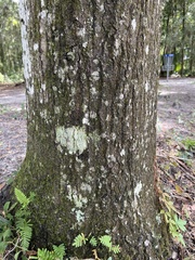 Cryptothecia striata