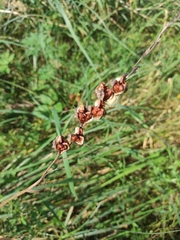 Gladiolus imbricatus