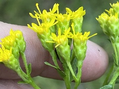 Solidago rigida glabrata