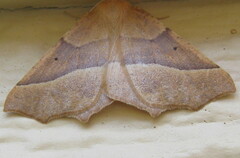 Tetracis jubararia