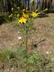 Hieracium umbellatum filifolium