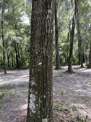 Cryptothecia striata