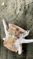 Cryptocephalus