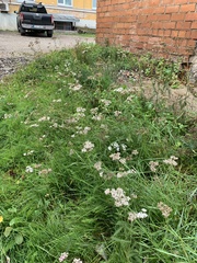 Achillea millefolium
