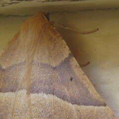 Tetracis jubararia