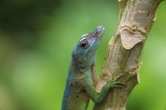 Anolis marmoratus