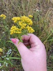 Solidago riddellii