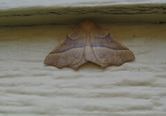 Tetracis jubararia