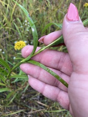 Solidago riddellii