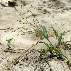 Panicum miliaceum ruderale