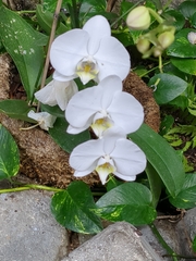 Phalaenopsis