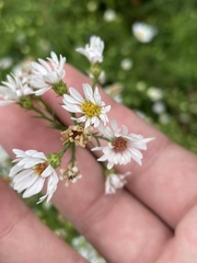 Symphyotrichum pilosum