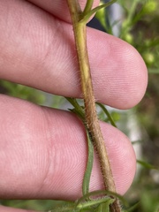 Symphyotrichum pilosum