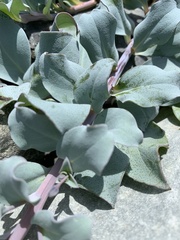 Mertensia maritima