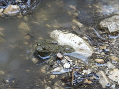 Bombina variegata