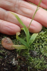 Melasphaerula graminea