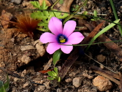 Moraea versicolor