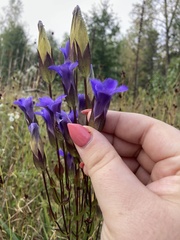 Gentianopsis crinita