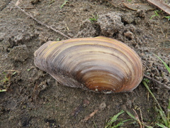 Anodonta
