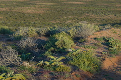 Mesembryanthemum barklyi