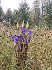 Gentianopsis crinita