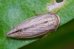 Artianus interstitialis