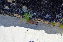 Mytilus galloprovincialis