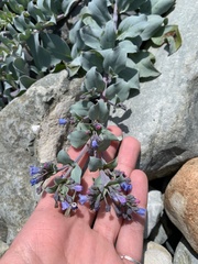 Mertensia maritima