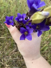 Gentianopsis crinita