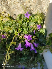 Hesperocodon hederaceus