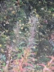 Chamaenerion angustifolium