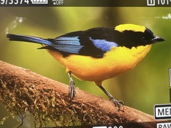 Anisognathus somptuosus