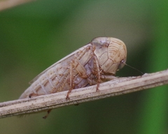 Artianus interstitialis