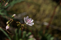 Lewisia columbiana