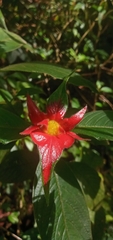 Palicourea tomentosa