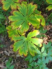 Podophyllum peltatum