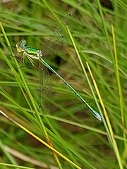 Lestes virens