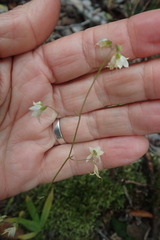 Melasphaerula graminea