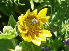 Halictus ligatus